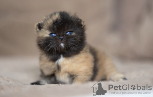 Photo №1. british shorthair - for sale in the city of Indianapolis | 300$ | Announcement № 55582