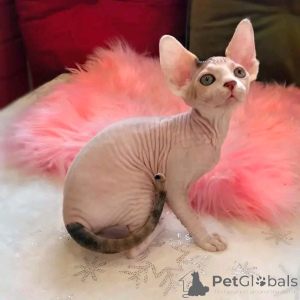 Photo №1. sphynx cat - for sale in the city of Berlin | negotiated | Announcement № 137097