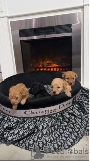 Additional photos: Toy Poodle puppies