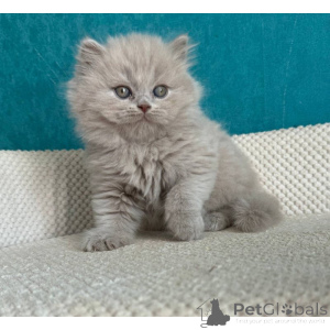 Photo №1. british shorthair - for sale in the city of Aldershot | 361$ | Announcement № 174377
