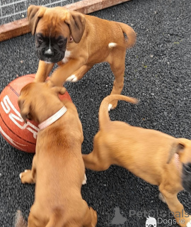 Photo №1. boxer - for sale in the city of Limassol | negotiated | Announcement № 178011