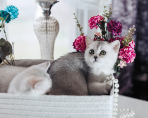 Photo №1. british shorthair - for sale in the city of Gomel | 194$ | Announcement № 6076