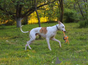 Photo №4. Mating whippet in Russian Federation. Announcement № 123326