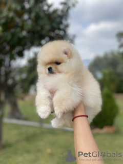 Photo №2 to announcement № 30262 for the sale of pomeranian - buy in Greece from nursery