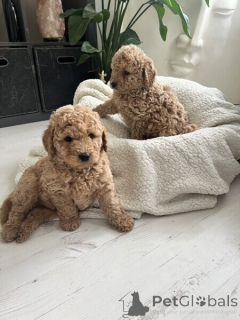 Photo №2 to announcement № 149695 for the sale of golden retriever - buy in Germany private announcement