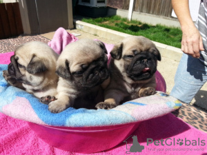 Photo №1. pug - for sale in the city of Ivaň | negotiated | Announcement № 96504