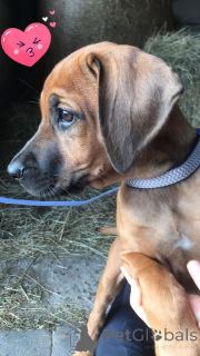 Photo №1. rhodesian ridgeback - for sale in the city of Sprimont | 1553$ | Announcement № 142033