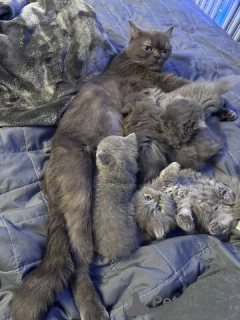 Photo №4. I will sell british shorthair in the city of Potsdam-Mittelmark. private announcement - price - 471$