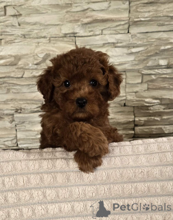 Photo №2 to announcement № 141171 for the sale of poodle (toy) - buy in Serbia 