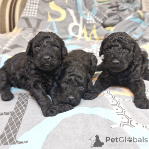 Photo №1. poodle (dwarf) - for sale in the city of Minsk | negotiated | Announcement № 167529