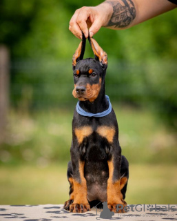 Photo №3. Doberman puppies. Serbia