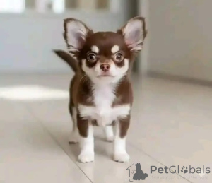 Photo №1. chihuahua - for sale in the city of Esens | negotiated | Announcement № 165372