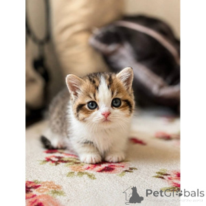 Photo №1. munchkin - for sale in the city of Marl | 361$ | Announcement № 174406
