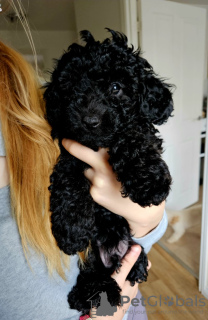 Photo №1. poodle (dwarf) - for sale in the city of Commerce | 350$ | Announcement № 100203