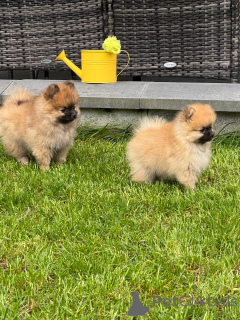Photo №4. I will sell german spitz in the city of Neuwied. private announcement - price - negotiated