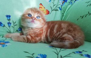 Photo №1. scottish fold - for sale in the city of Vitebsk | 154$ | Announcement № 6109