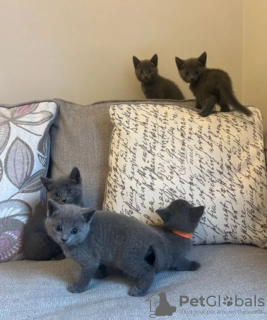 Photo №2 to announcement № 96286 for the sale of russian blue - buy in Sweden private announcement