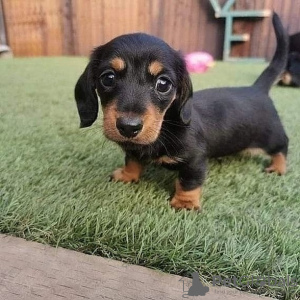 Photo №1. dachshund - for sale in the city of Manila | negotiated | Announcement № 75322