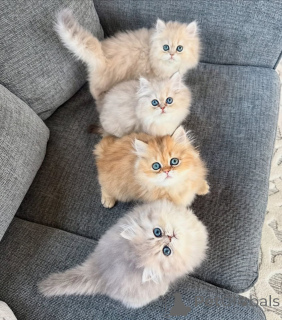 Photo №1. persian cat - for sale in the city of Alpbach | negotiated | Announcement № 161158