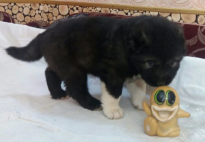 Additional photos: I propose to reserve the Caucasian Shepherd Dog KSU, they are 3 weeks old