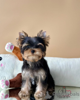 Photo №3. Sophie elegance wrapped in fur and full of love. Iceland