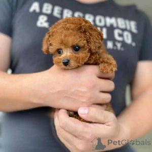 Photo №2 to announcement № 136379 for the sale of poodle (toy) - buy in Germany breeder