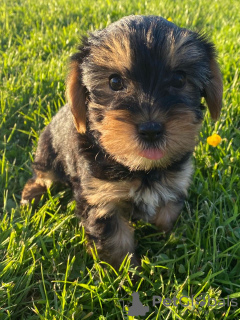 Photo №3. Teacup Yorkshire Terrier Puppy for free adoption. Germany