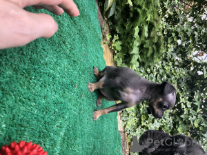 Photo №4. I will sell russkiy toy in the city of Armavir. breeder - price - 260$