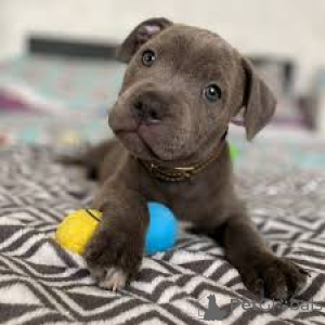 Photo №2 to announcement № 165427 for the sale of staffordshire bull terrier - buy in Austria private announcement, breeder