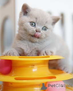 Photo №2 to announcement № 143482 for the sale of british shorthair - buy in Germany breeder
