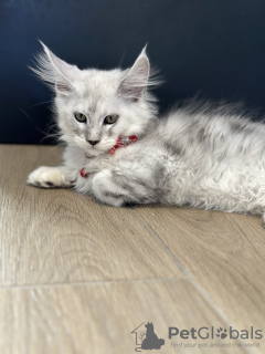 Photo №3. Palm Riviera Cattery Elite Maine Coon Kittens with Passport, Genetic Testing and. Monaco