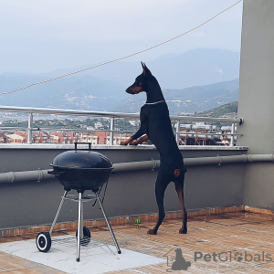 Photo №1. dobermann - for sale in the city of Стамбул | 400$ | Announcement № 23173