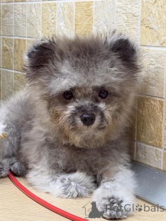 Photo №3. Teddy poodle China. Russian Federation