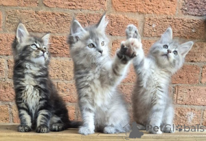 Photo №1. maine coon - for sale in the city of Wégifa | Is free | Announcement № 154064