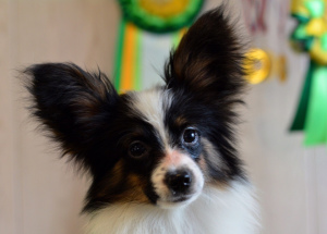 Photo №1. papillon dog - for sale in the city of Arkhangelsk | 484$ | Announcement № 1449