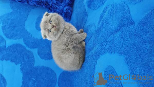 Photo №1. scottish fold - for sale in the city of Lisbon | negotiated | Announcement № 126874