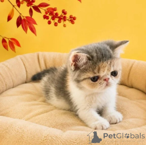 Photo №1. european shorthair - for sale in the city of Bernburg | 361$ | Announcement № 177739