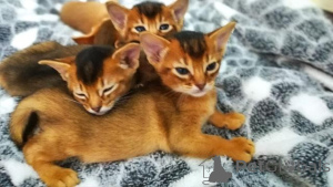 Photo №1. abyssinian cat - for sale in the city of Bonn | negotiated | Announcement № 159552