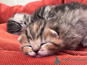 Photo №1. scottish fold - for sale in the city of Minsk | negotiated | Announcement № 47112