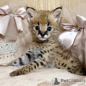 Photo №3. Serval and caracal kittens available For sale. Switzerland