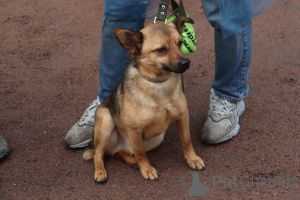 Photo №4. I will sell non-pedigree dogs in the city of St. Petersburg. private announcement - price - Is free