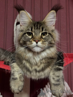 Photo №1. maine coon - for sale in the city of Alabama | 1$ | Announcement № 161208