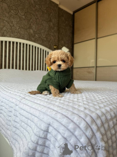 Photo №3. Beautiful Maltipoo puppies for sale. Business WhatsApp 4915781334108. Lithuania
