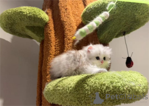 Photo №2 to announcement № 153202 for the sale of minuet cat shorthair - buy in Germany 