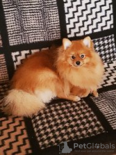 Photo №1. pomeranian - for sale in the city of Berlin | negotiated | Announcement № 41479