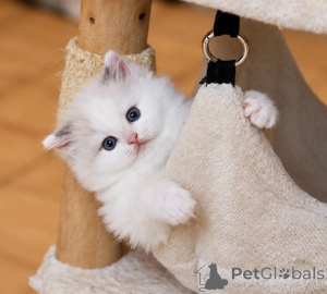 Photo №2 to announcement № 177057 for the sale of ragdoll - buy in Finland 