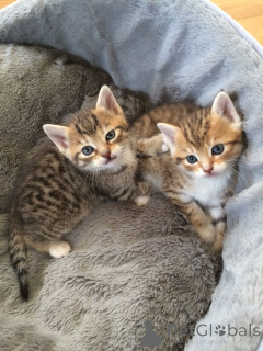 Photo №1. ceylon cat - for sale in the city of Aizlingen | 310$ | Announcement № 157793