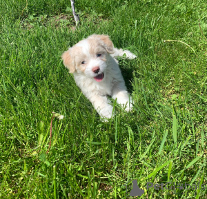 Photo №2 to announcement № 20360 for the sale of maltipu - buy in Russian Federation private announcement