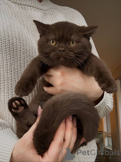 Photo №1. british shorthair - for sale in the city of Berlin | negotiated | Announcement № 164901