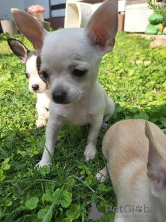 Additional photos: Chihuahua puppies extra mini